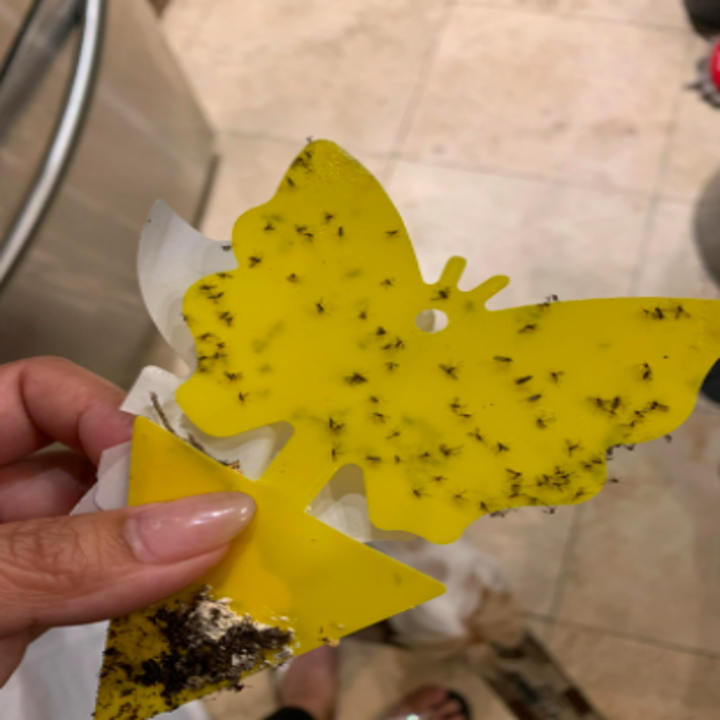 reviewer's pic of the bug trap with lots of fruit flies on it