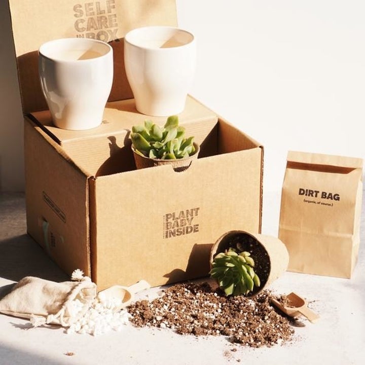 The unboxed kit with two cream planter pots and two small succulents