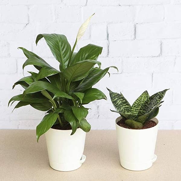 Two plants in white pots.