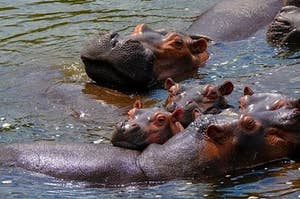 Group of hippos in the water