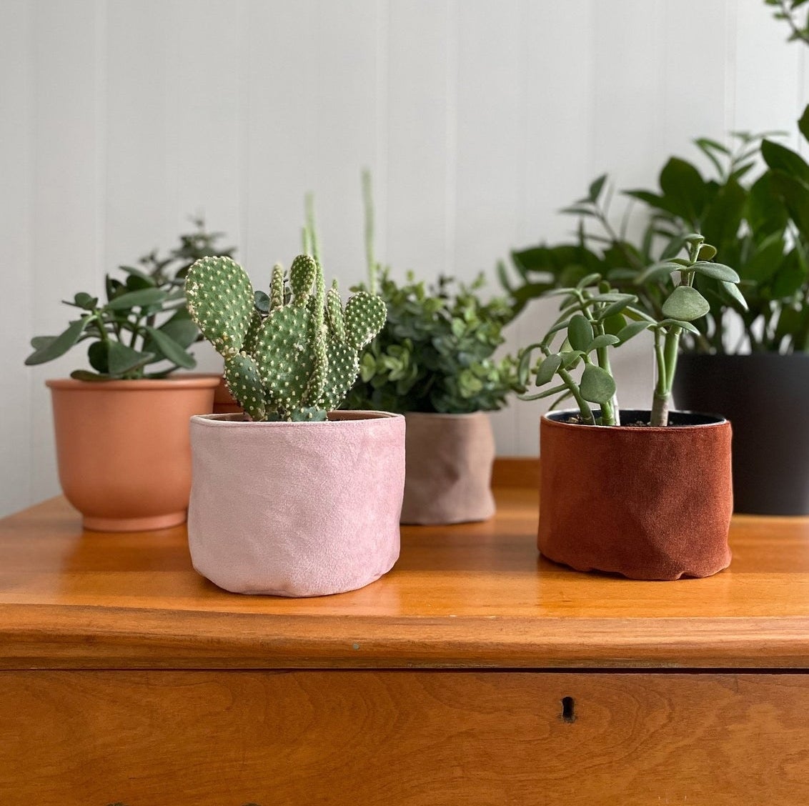 Several plants inside velvet plant baskets on a table