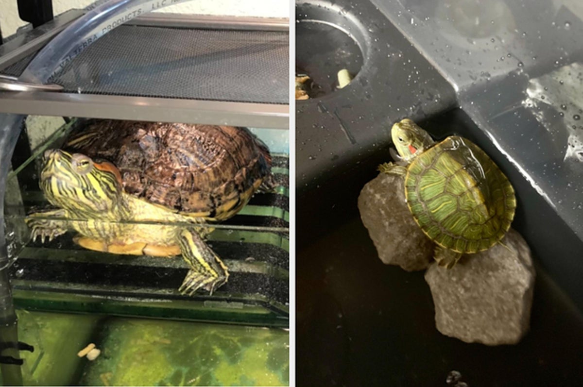 How to Keep a Red Eared Slider Turtle Happy? 2