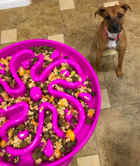 A reviewer serving their dog food in the purple bowl with a raised flower design
