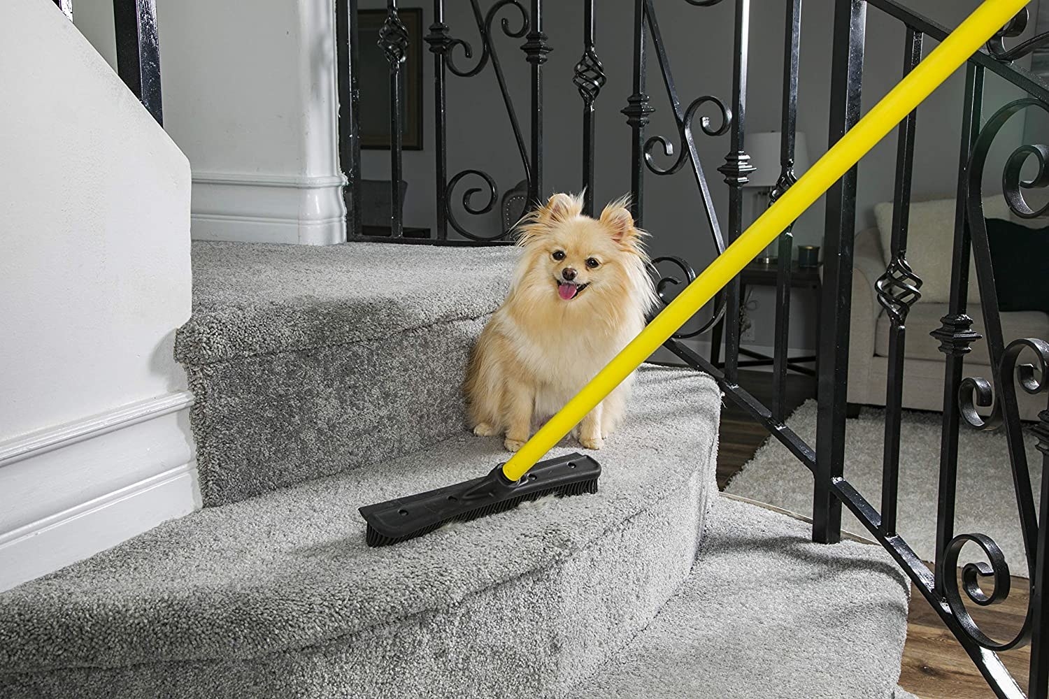 A cute dog on a carpeted staircase next to the broom 