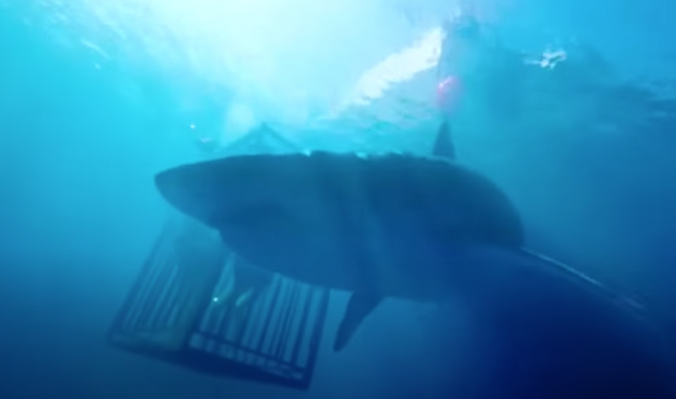 A shark circles the cage that sisters Lisa and Kate are trapped in