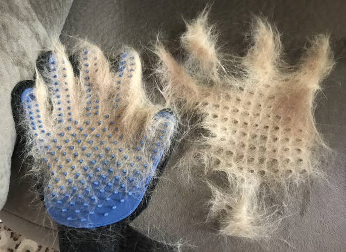A blue and black grooming glove covered in cat fir and 