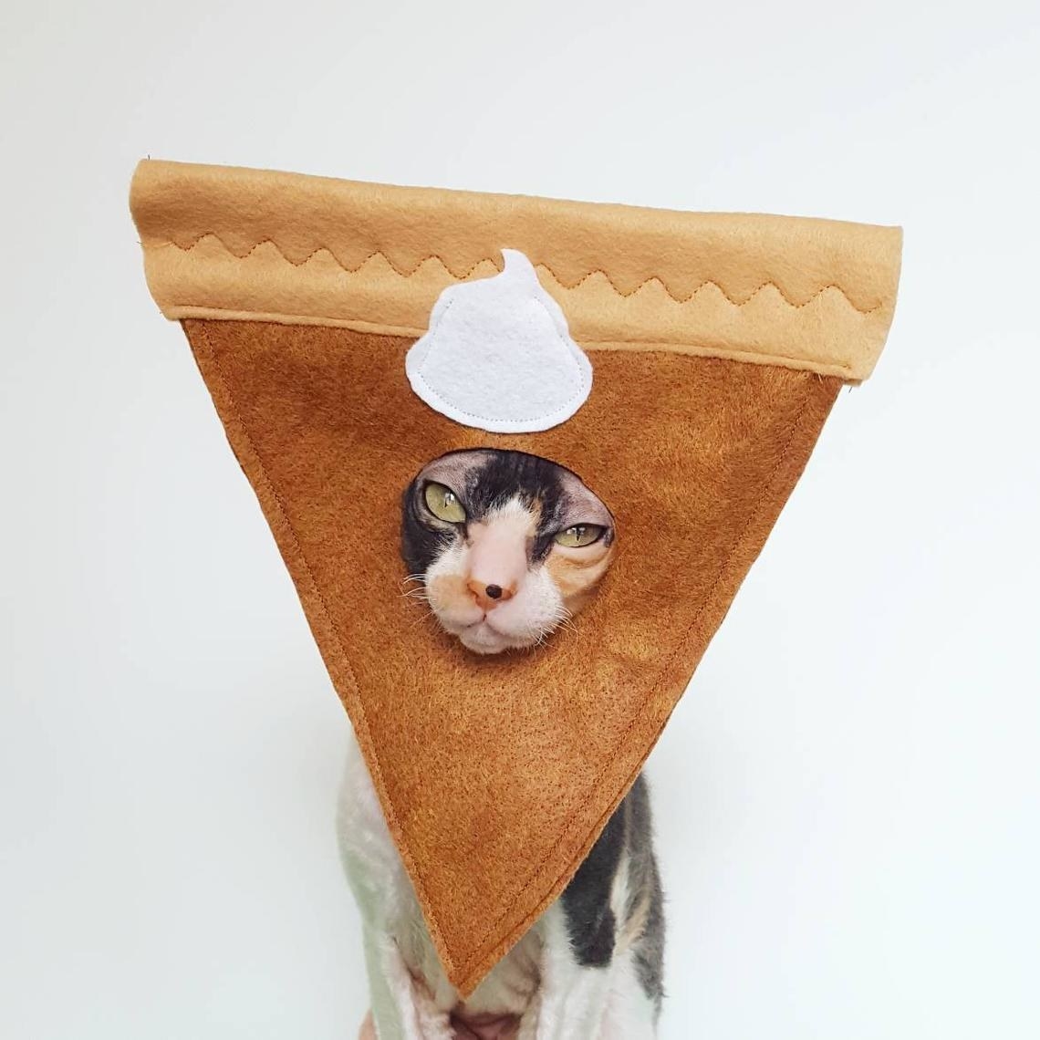 A cat wearing the pie costume