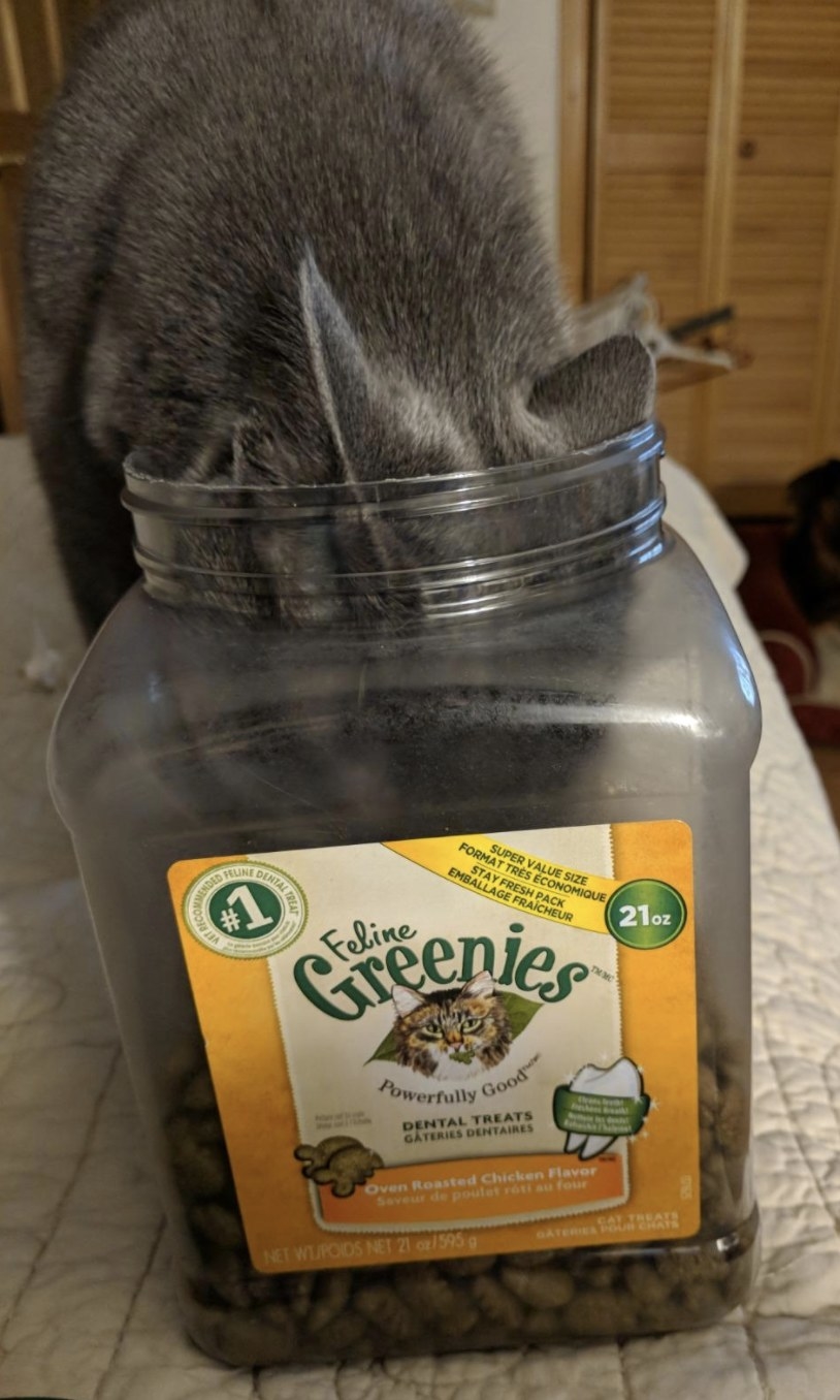 a cat eating Greenie&#x27;s treats straight from the tub