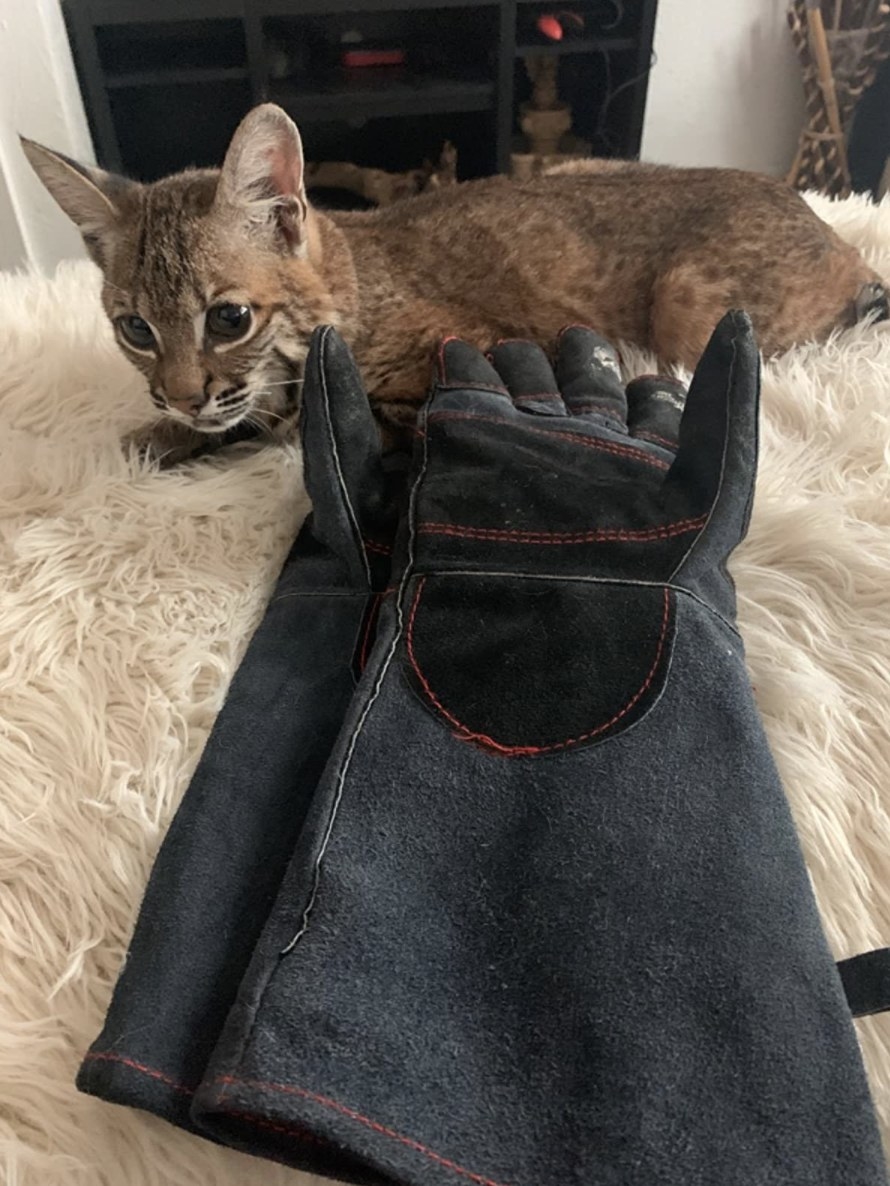 A bobcat sitting behind a pair of grey gloves with red stitching
