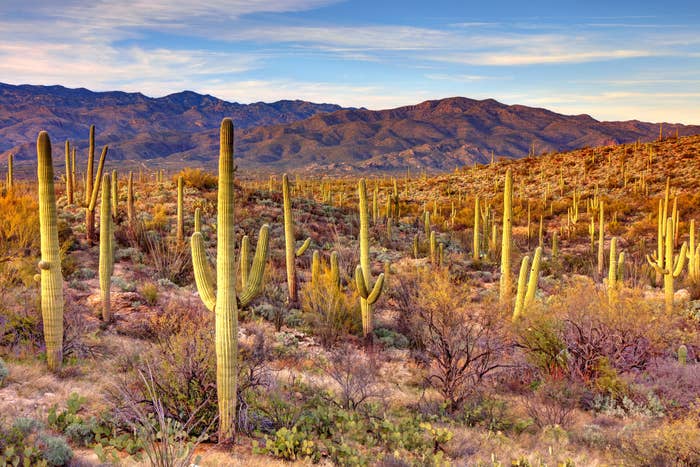 a field of giant cactus in a desert landscape at sunset