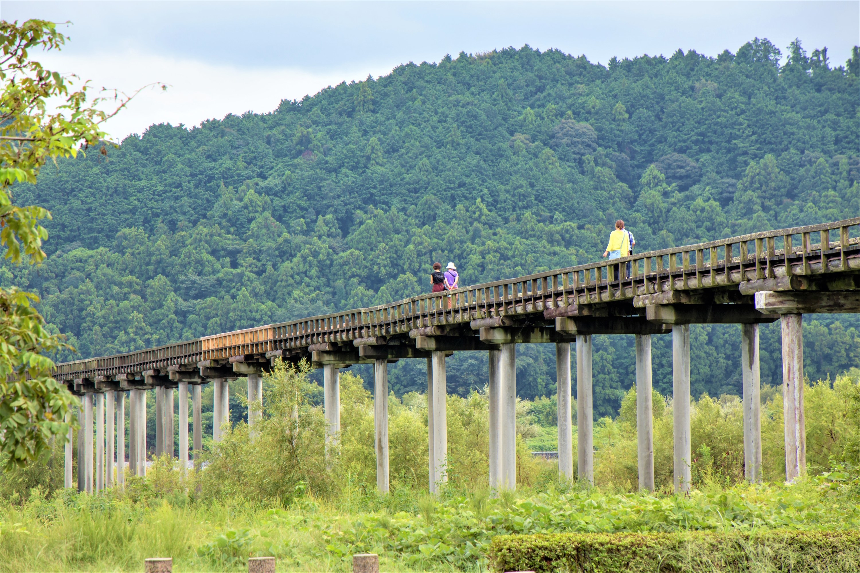 絶景の旅 吊り橋王国 静岡でスリルと絶景に出会う 観光客が感動する吊り橋ベスト3