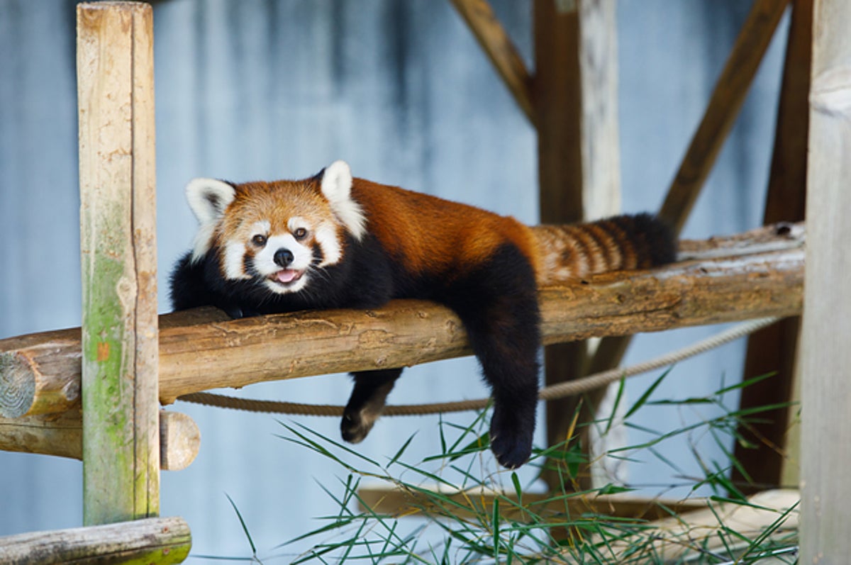 徳島観光 自然に触れるスポットから美術館 動物園まで 押さえておきたい観光地4選