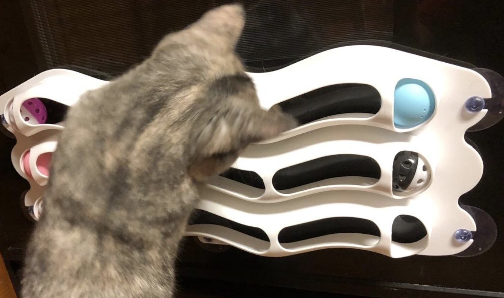 A cat playing with a three layered track toy that is suctioned to a window