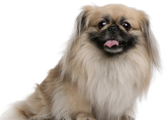 クイズ 何問正解できるかで あなたの犬好き度 がバレる