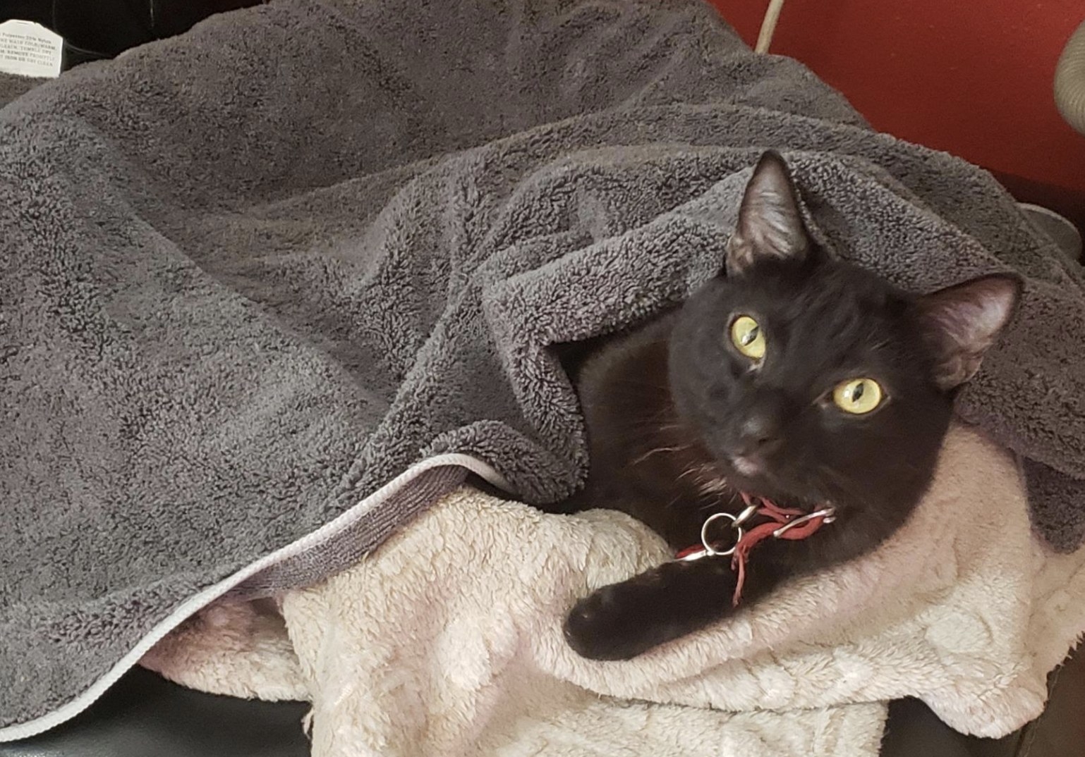 A black cat tucked under a grey microfiber towel