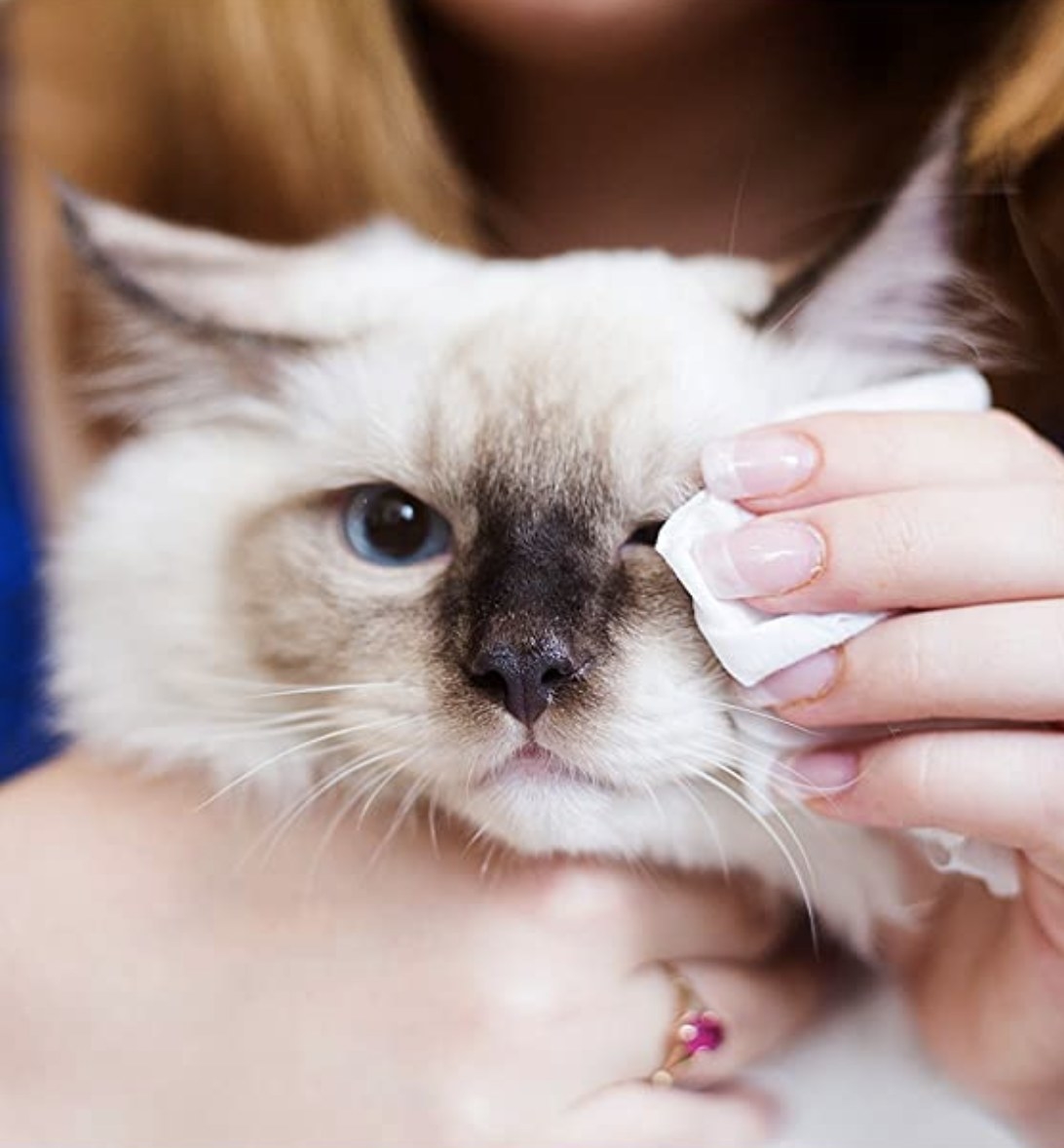 a person cleaning their beige cat&#x27;s eye with an eye wipe