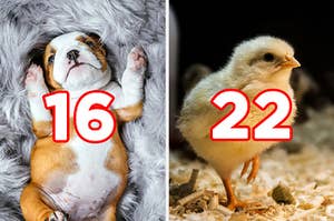 On the left, a bulldog puppy lying on its back on a fluffy blanket labeled "16," and on the right, a little chick in a barn labeled "22"