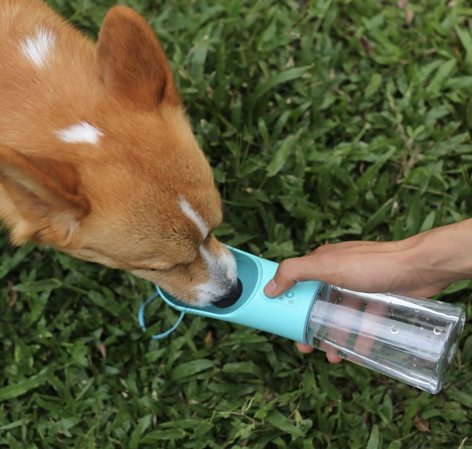 Corgi drinks out of blue pet bottle