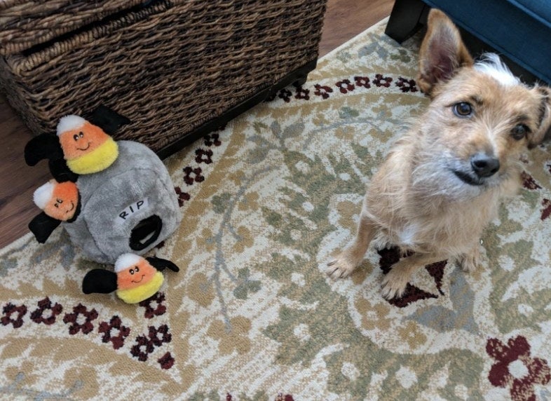 Dog poses with plush candy corn bats hide and seek toy