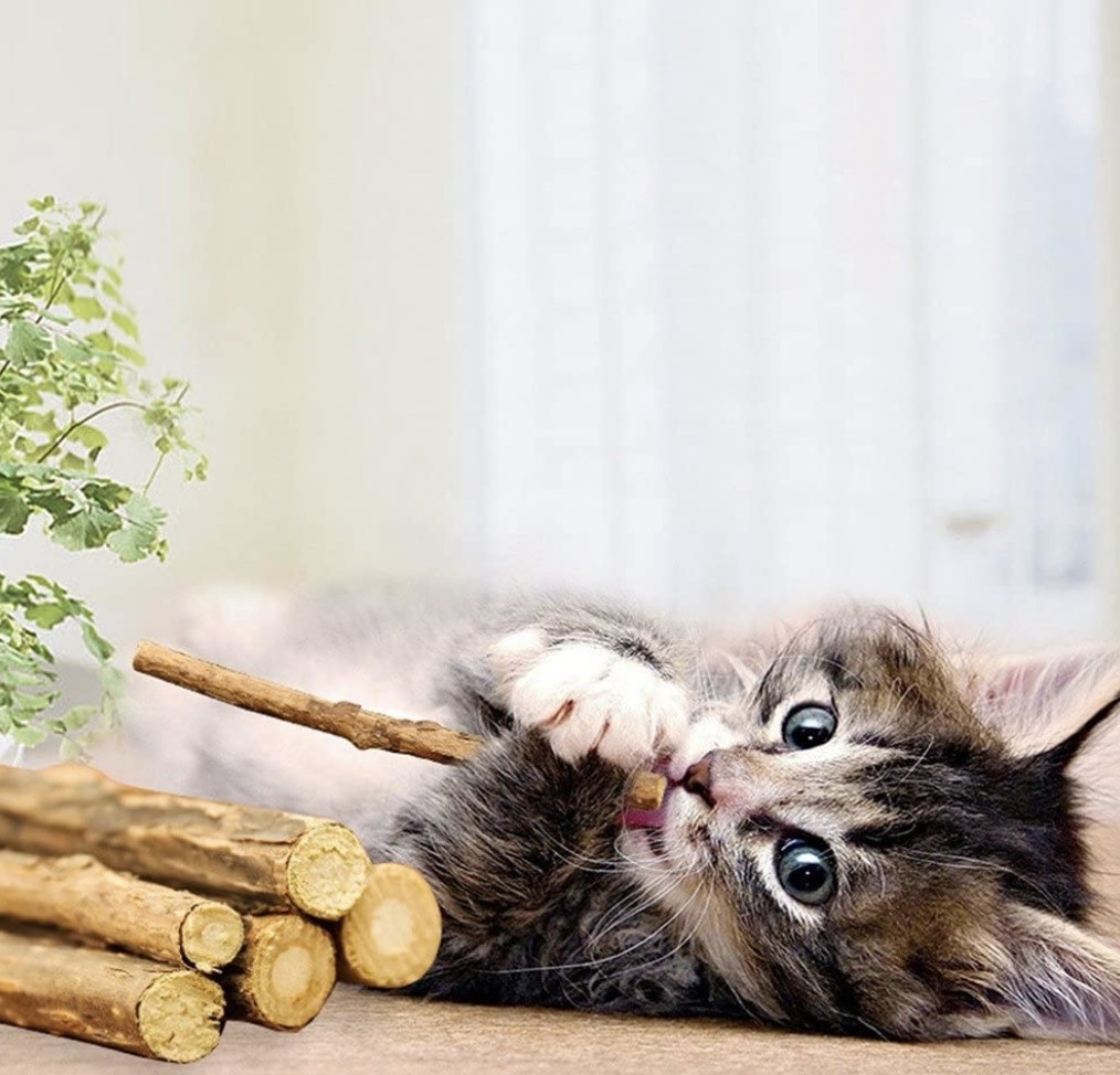 Cat chews on catnip stick