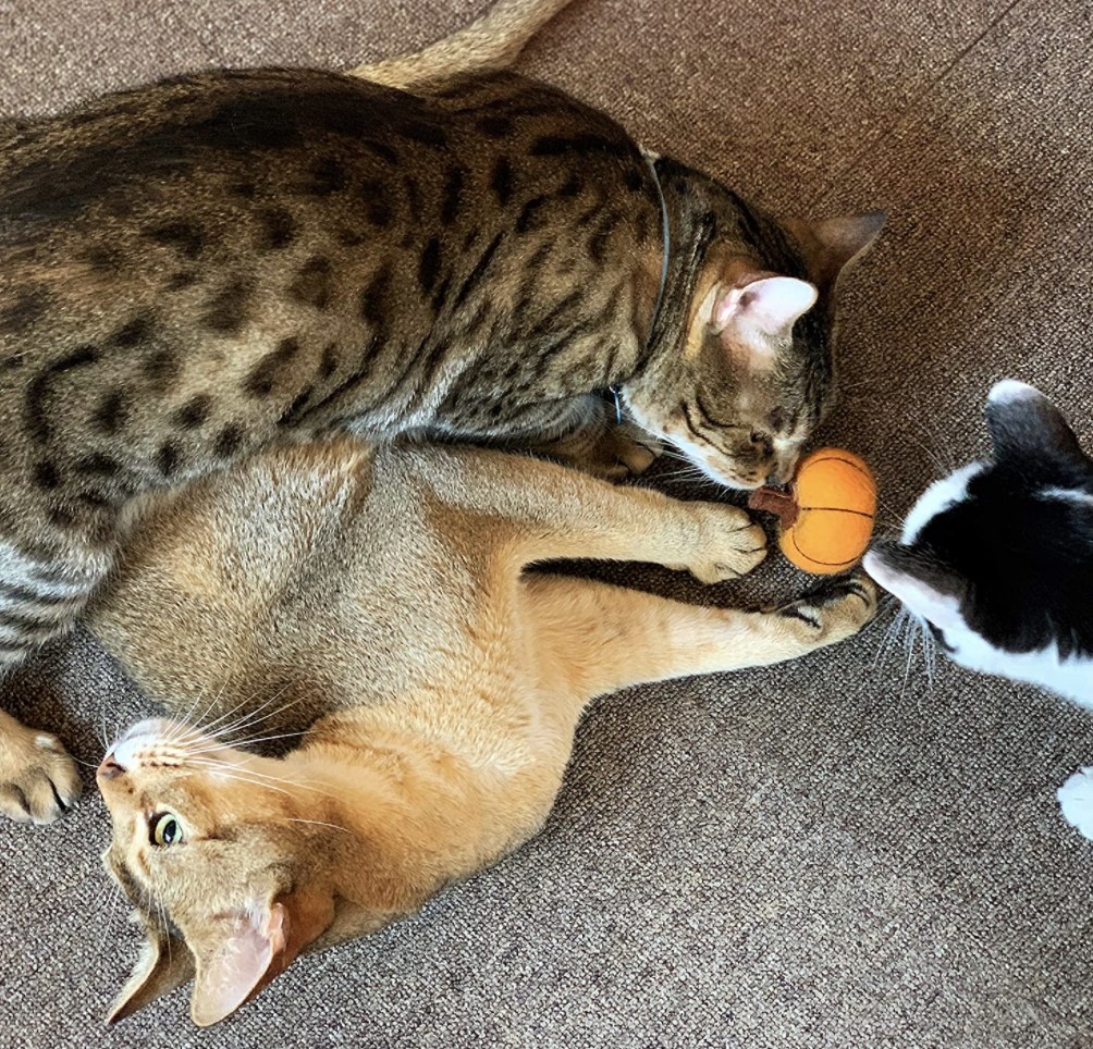 Cats play with pumpkin wool cat toy 