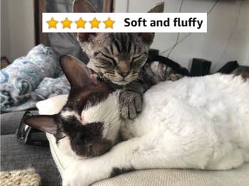 Two snuggling dry cats with five-star caption 