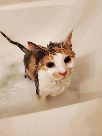 Reviewer's wet cat in the tub