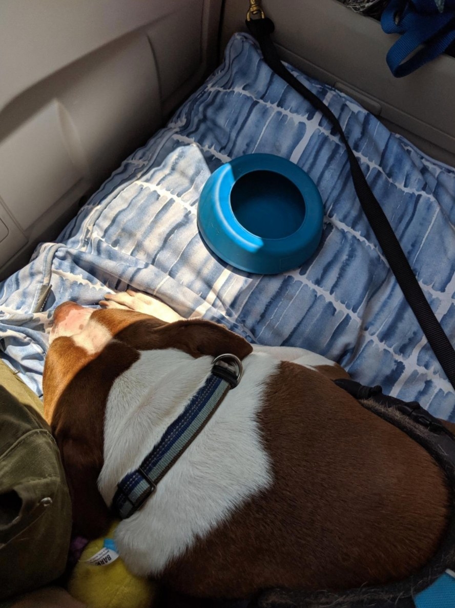 The reviewer&#x27;s dog with the blue no-spill dog travel bowl