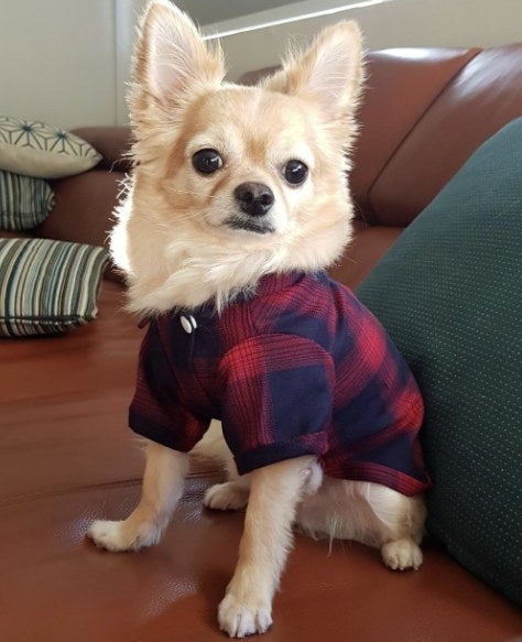 Dog wears plaid shirt in red