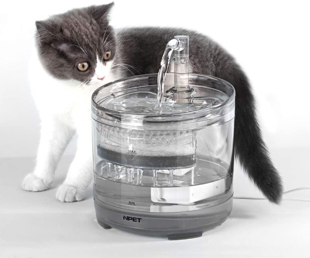 Cat standing beside see-through drinking filter bowl 