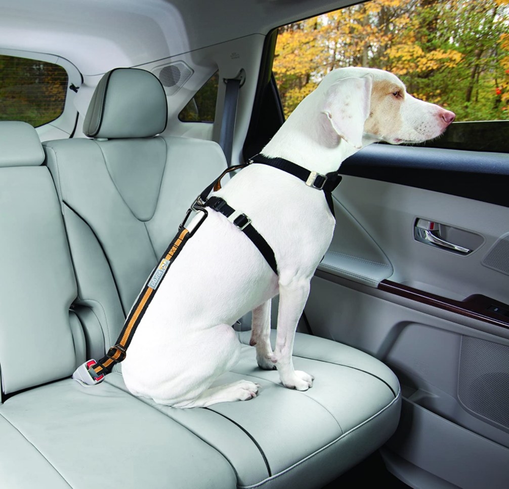 The seatbelt tether in orange hooked up to the seatbelt holder of a car