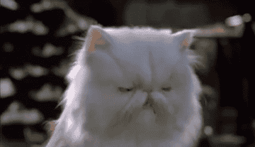 Mr. Tinkles, a fluffy Persian cat rolls its eyes and bears its teeth in annoyance