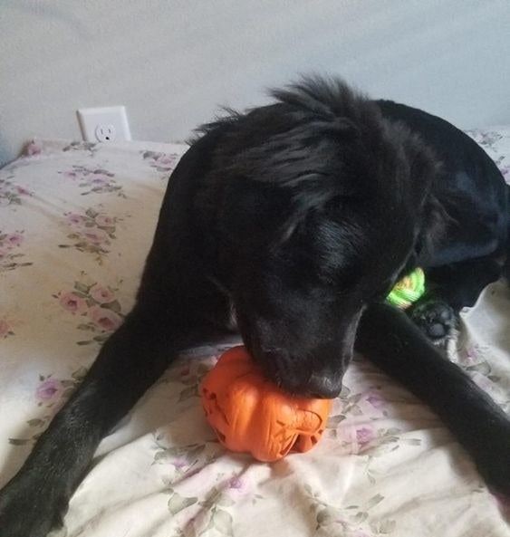 Dog chewing on the pumpkin chew toy