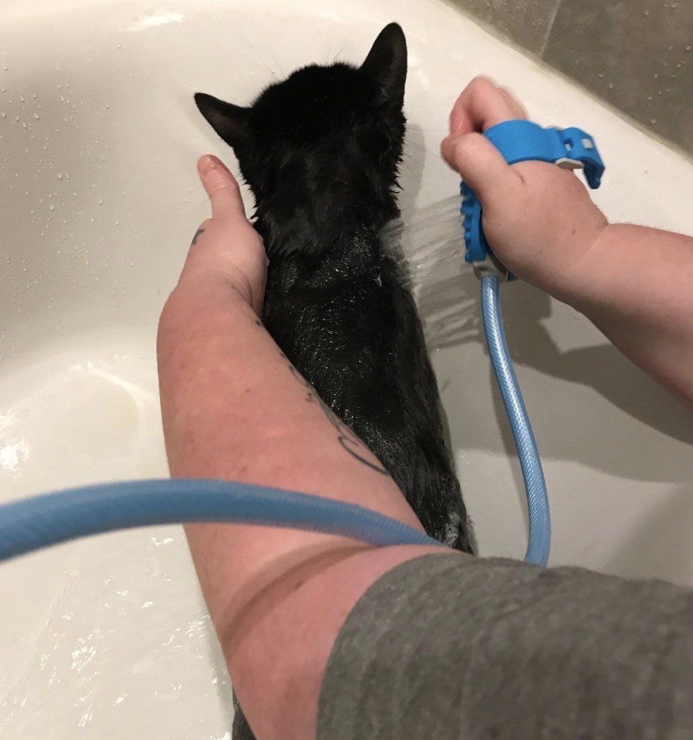 a black cat being washed by a blue handheld shower head
