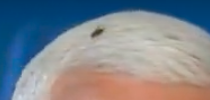 A fly on Mike Pence&#x27;s head