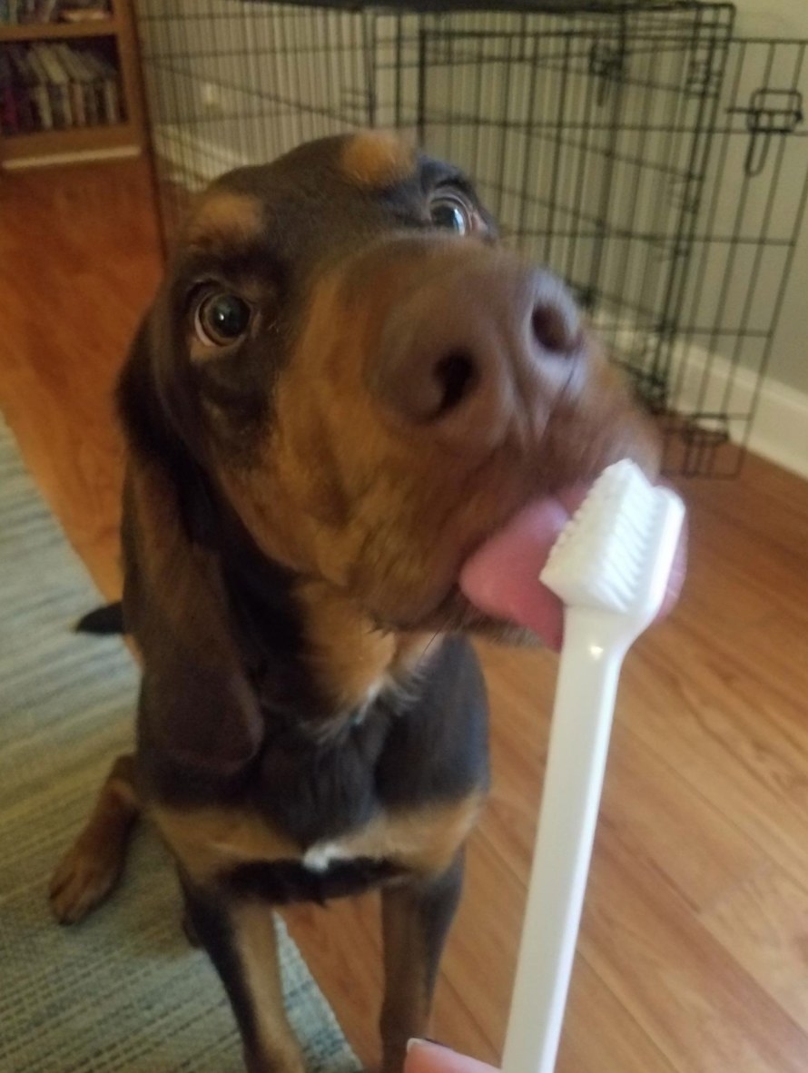 The reviewer&#x27;s dog licking the white bristled toothbrush