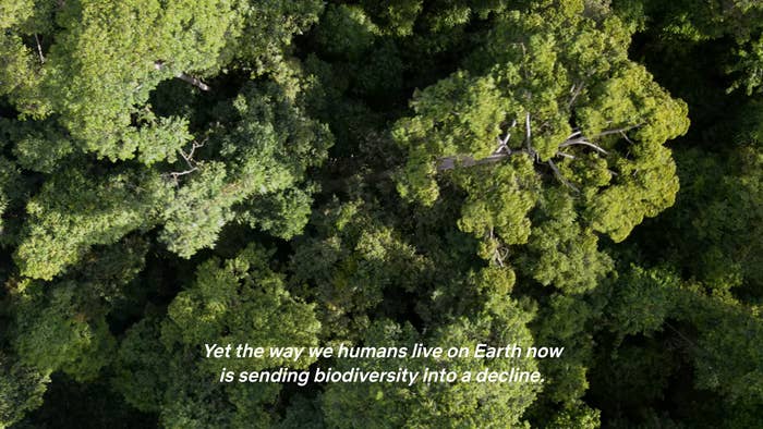 Birds-eye view of the top of treetops with caption: &quot;Yet the way we humans live on Earth now is sending biodiversity into a decline.&quot;