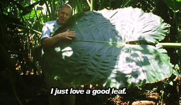 David Attenborough hugs a giant elephant ear leaf and says &quot;I just love a good leaf&quot;.