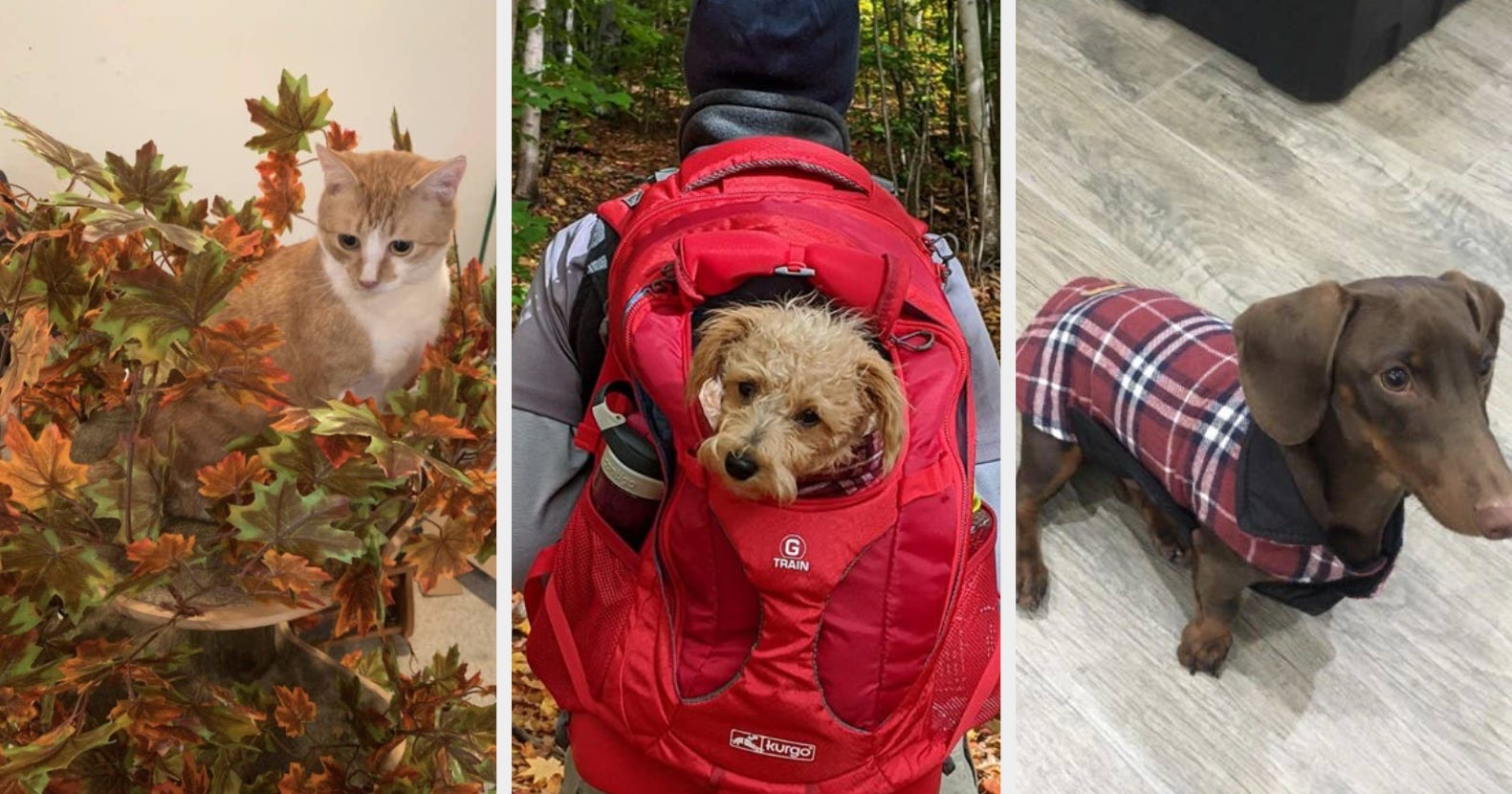 25 Pet Products From Amazon That Are Perfect For Fall