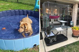 Side by side of a dog in a kiddie pool and two cats in a tiered playpen