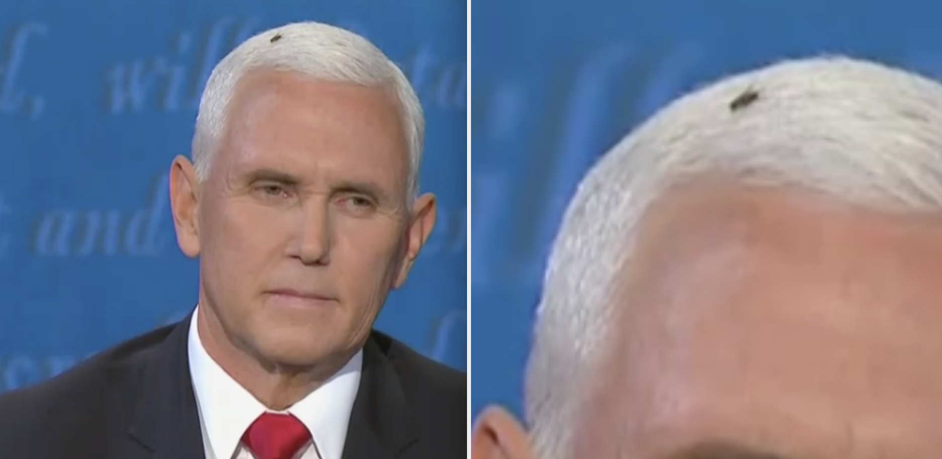 Fly on Pence&#x27;s head