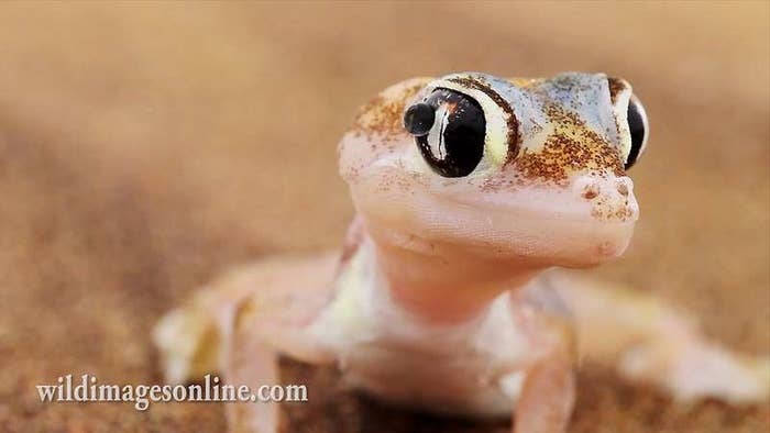 cool gecko
