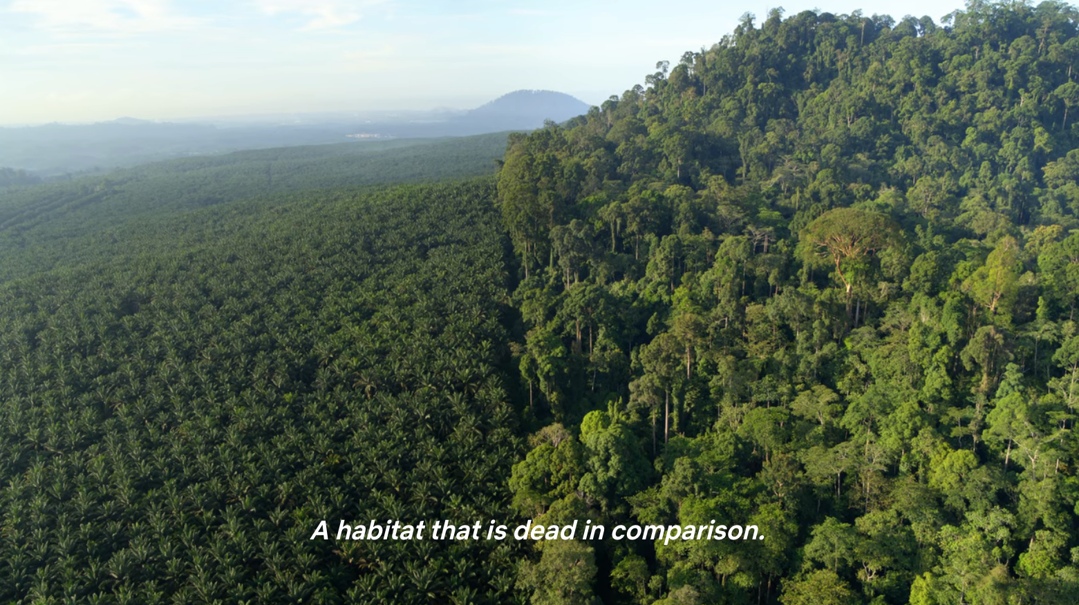 Aerial footage of lush rainforest in Borneo next to oil palm crops, with caption: &quot;A habitat that is dead in comparison.&quot;