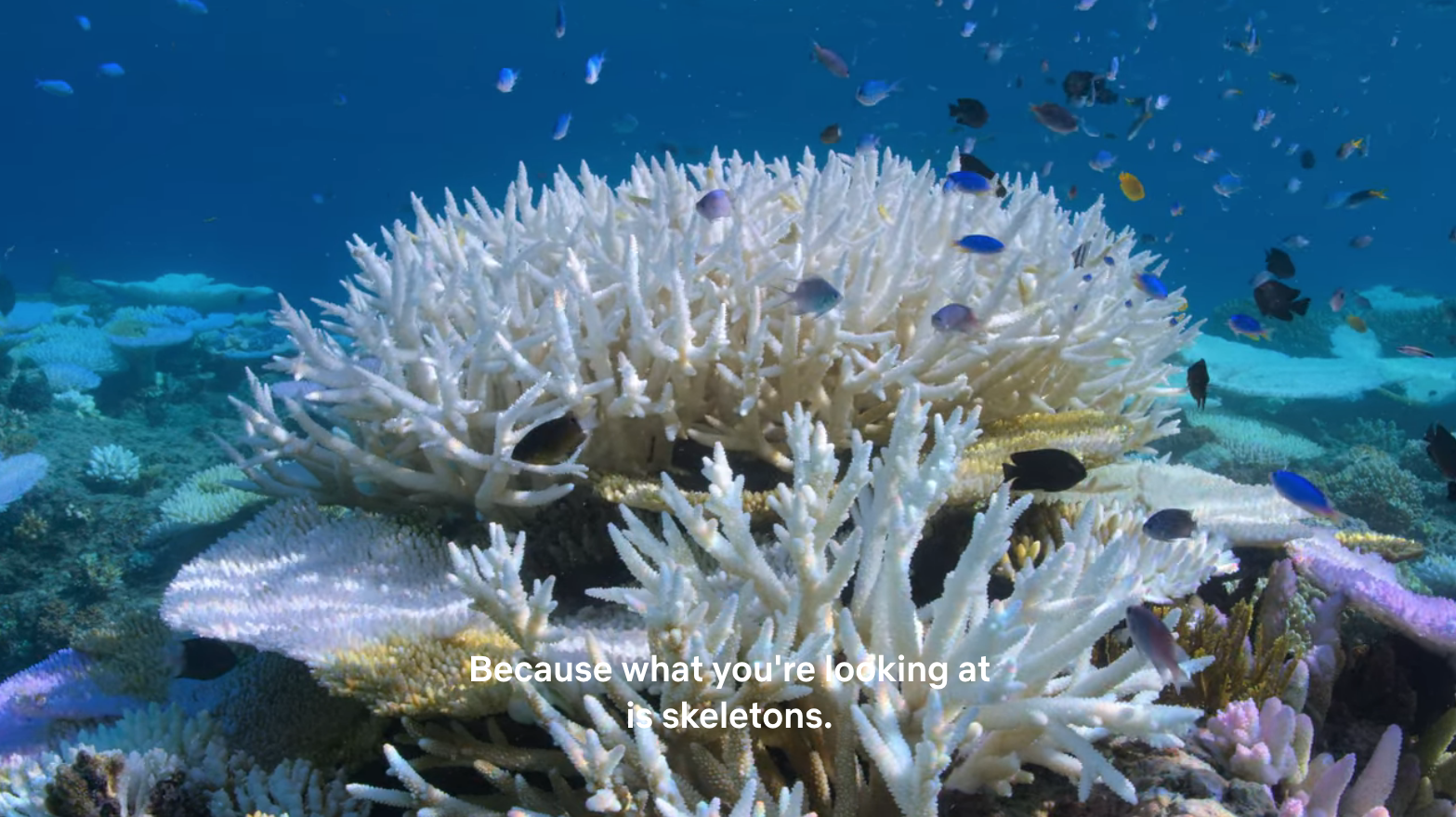 Coral that has recently bleached, surrounded by tiny colourful fish.