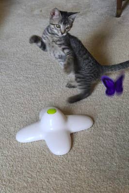 Gray kitten standing on two legs while trying to catch the rotating butterfly toy 