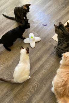 Six cats of different sizes all standing around the butterfly toy, watching it move 