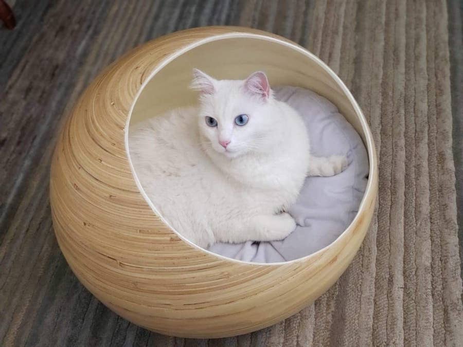 31 Cool And Unique Cat Products