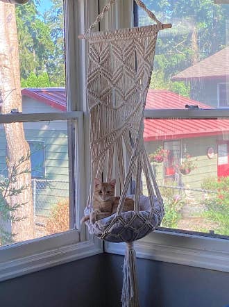Reviewer's cat with hanging bed between two windows in corner of home 
