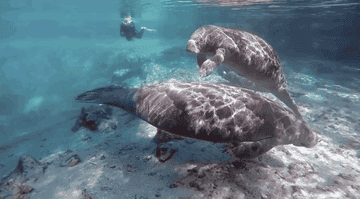 Two manatees swimming with a diver in the background.