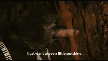 a character from &quot;Fantastic Mr. Fox&quot; saying &quot;I just want to see a little sunshine&quot;